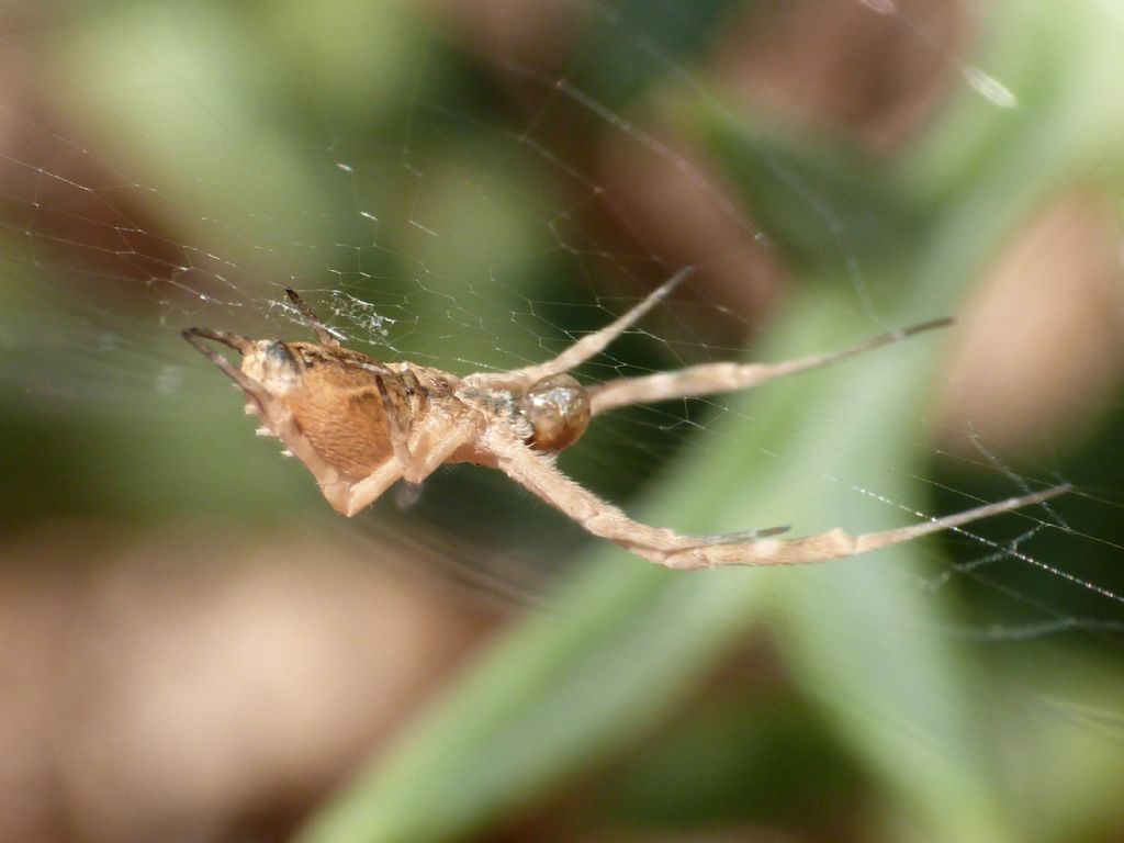 Famiglia Thomisidae, maschio - Seregno (MB)